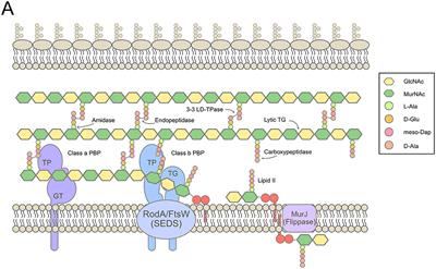 A Fly on the Wall: How Stress Response Systems Can Sense and Respond to Damage to Peptidoglycan